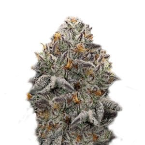 Relaxing – Good for outdoor grow – Super Strength – Oreoz strain – image 1 – from Super Strains via Seed City