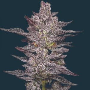 Oreoz from Mavericks Genetics