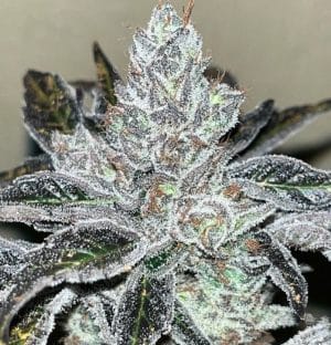 Oreoz Kosher