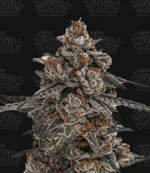 Oreoz x Orange Punch