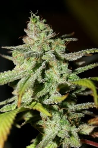 showing Indoor – Super Strength – Large yield – image 3 – Seed City