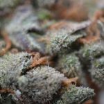 Original Amnesia cannabis seeds – Feminized – Relaxing – The End of October – image 1 from Seed City