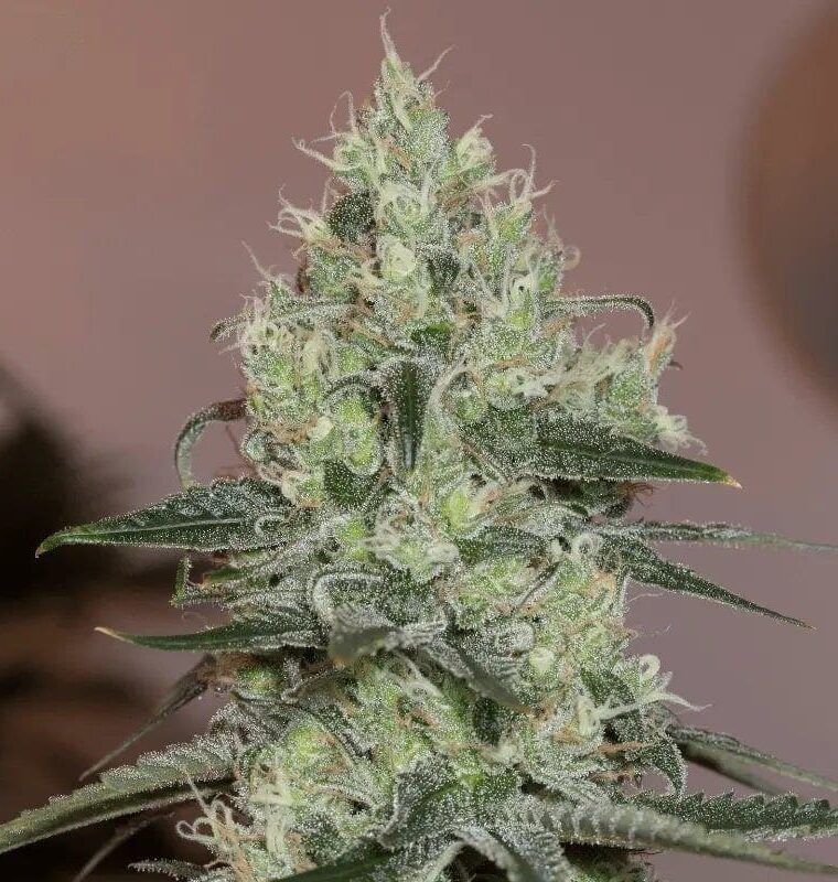 Resistant to Pests – Sweet – Sativa Dominant – Original Amnesia strain – image 1 – from Silent Seeds via Seed City