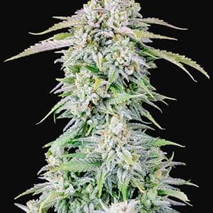 Original Auto Afghan Kush by FastBuds – Guaranteed female plants – Spicy – Resistant to Pests – image 1 – Seed City