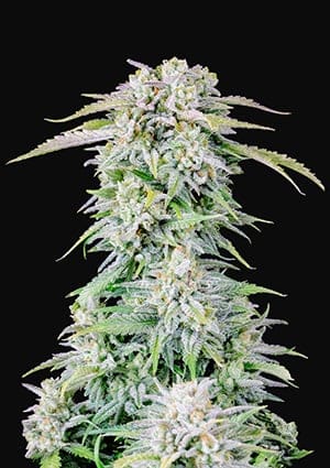 Original Auto Afghan Kush