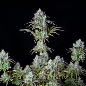 Original Big Bud Auto