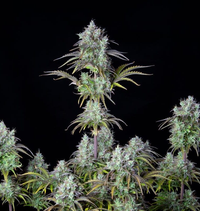 Original Big Bud Auto cannabis seeds – Insomnia – Outdoor – Female seeds – image 1 from Seed City