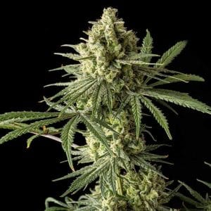 Original Blue Cheese