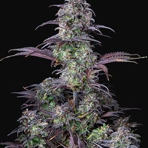 Original Blueberry Auto cannabis seeds – Fruity – Super Strength – Relaxing – image 1 from Seed City