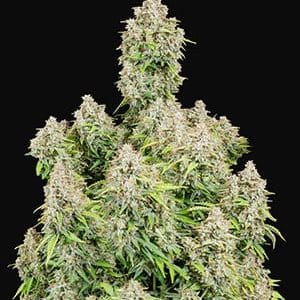 Original Cinderella Auto by FastBuds – Sativa-leaning – Fruity – Auto-Flowering – image 1 – Seed City