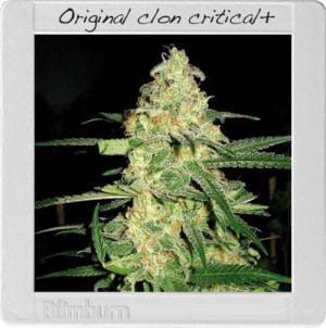 Original Clon