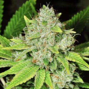 Original Glue Auto