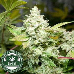 Original Glue (GG4) by GG Strains – Guaranteed female plants – Sour – Super Strength – image 1 – Seed City