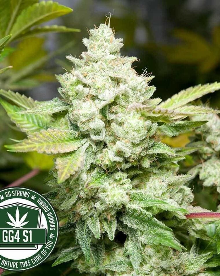 Original Glue (GG4) by GG Strains – Piante femmine garantite – Acide – Super resistenti – immagine 1 – Seed City