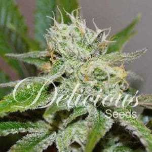 Original Juan Herer cannabis seeds – Middle of October – Feminized – 12/12 Photoperiod – image 1 from Seed City