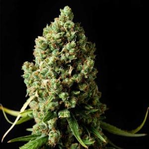 Original Skunk