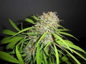 Original Skunk Express Auto