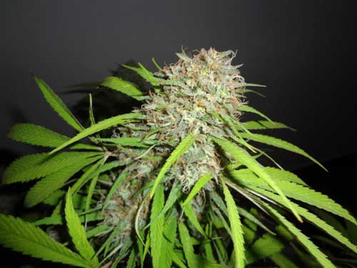 Original Skunk Express Auto from Phoenix Cannabis Seeds