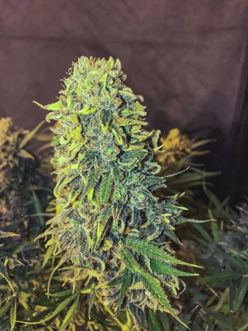 Original Skunk #1 Fast from Seedsman Seeds