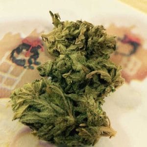 Original Tahoe S1 cannabis seeds – 12/12 Photoperiod – Guaranteed female plants – Outdoor – image 1 from Seed City