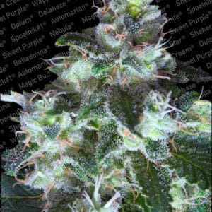 Original White Widow (IBL) cannabis seeds – Female seeds – Piney – Super Strength – image 1 from Seed City