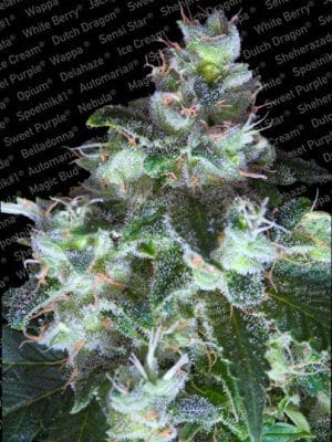 Original White Widow (IBL)