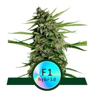 Orion F1 Auto from Royal Queen Seeds