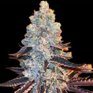 Out Siderz cannabis seeds – Outdoor – Sour – Tall (140cm plus) – image 1 from Seed City
