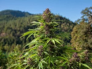 Outdoor Auto