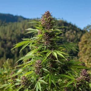 Fruity – Auto-Flowering – Feminized – Outdoor Auto strain – image 1 – from Phoenix Cannabis Seeds via Seed City