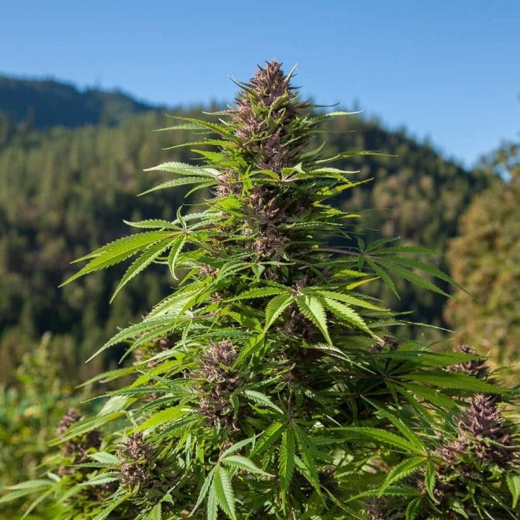 Fruity – Auto-Flowering – Feminized – Outdoor Auto strain – image 1 – from Phoenix Cannabis Seeds via Seed City