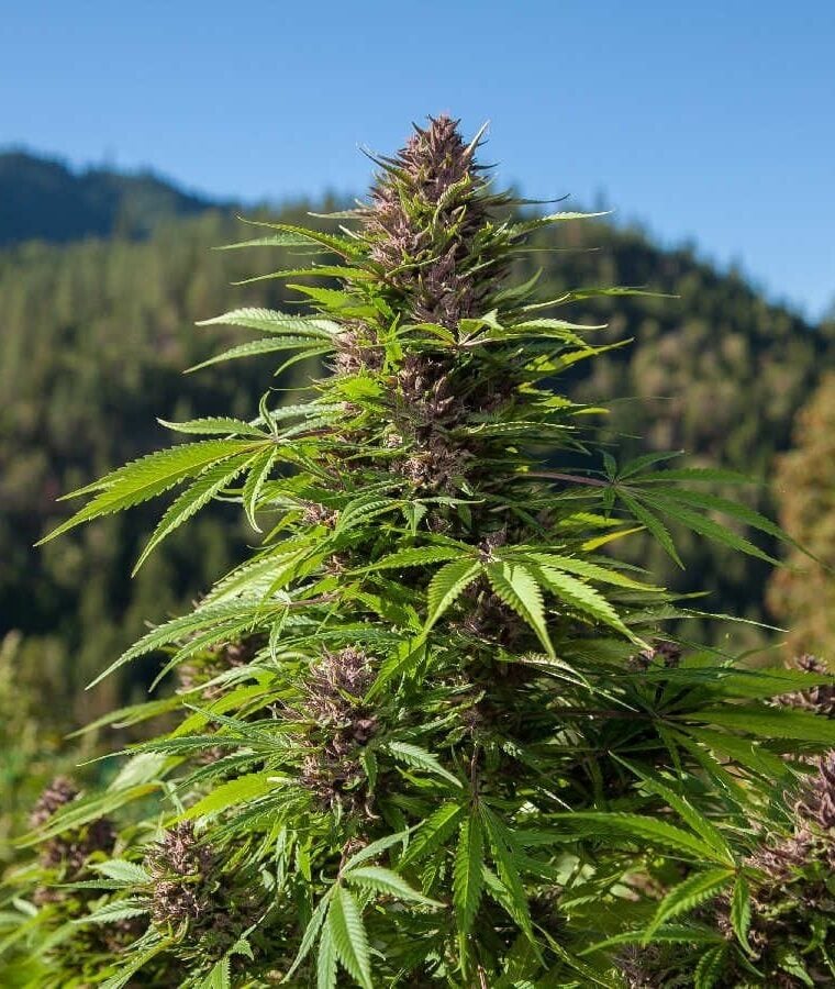 Fruity – Auto-Flowering – Feminized – Outdoor Auto strain – image 1 – from Phoenix Cannabis Seeds via Seed City