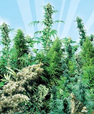 Outdoor Mix