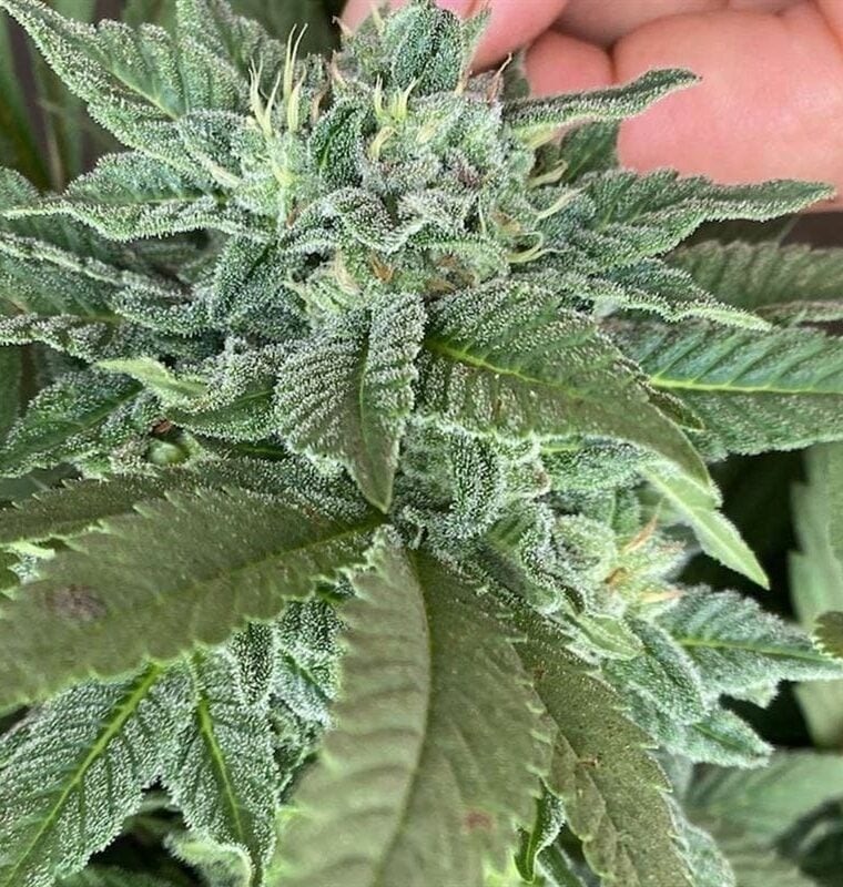 Ozark Beauty Punch cannabis – image 1 – Seed City