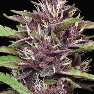 PPD cannabis seeds – Super Strength – Female seeds – Euphoric – image 1 from Seed City