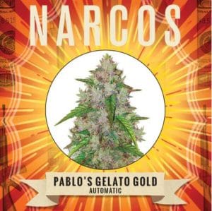 Pablos Gelato Gold Auto