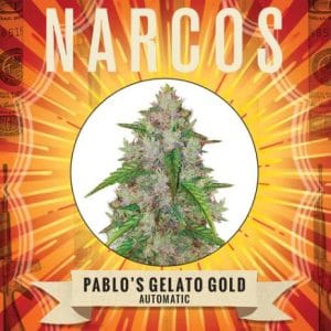 Pablos Gelato Gold Auto from Narcos Seedbank