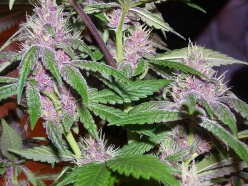 Pakistan Chitra Kush by Ace Seed bank – Indica – Relaxing – Indoor-friendly – image 4 – Seed City