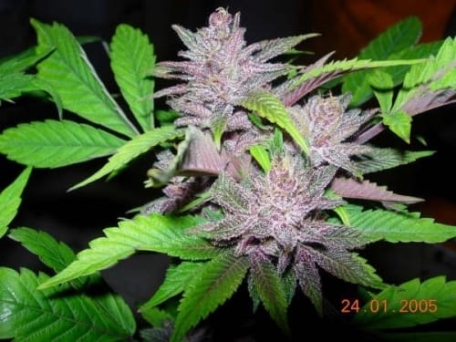 Indica – Relaxing – The End of September – Pakistan Chitra Kush strain – image 6 – from Ace Seed bank via Seed City