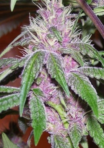 Image 8 of Pakistan Chitra Kush cannabis by Ace Seed bank – Fruity – Relaxing – Indoor-friendly – Seed City