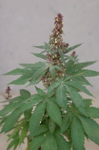 Pakistan Chitra Kush by Ace Seed bank – Feminized – 12/12 Photoperiod – Resistant to Disease – image 11 – Seed City