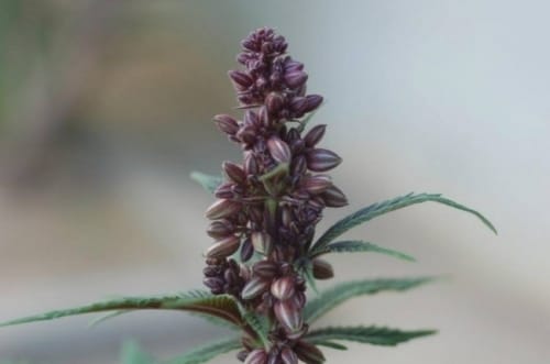 Pakistan Chitra Kush by Ace Seed bank – 12/12 Photoperiod – The End of September – Indica – image 12 – Seed City