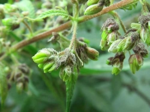 Image 14 of Pakistan Chitra Kush cannabis by Ace Seed bank – Feminized – Resistant to Disease – Indica – Seed City
