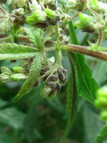 Pakistan Chitra Kush from Ace Seed bank