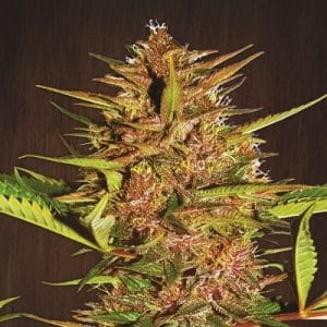 Pakistan Chitra Kush