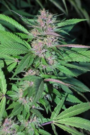 Pakistan Chitral Kush