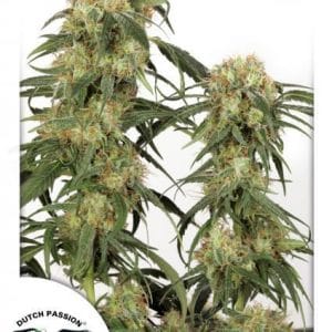 Pamir Gold cannabis seeds – Resistant to Mould – High Yielding – Guaranteed female plants – image 1 from Seed City
