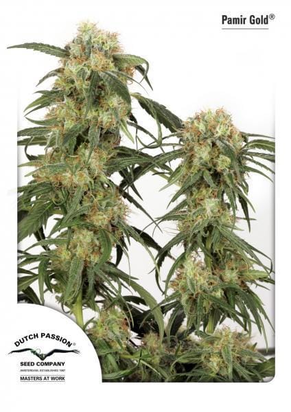 Pamir Gold cannabis seeds – Resistant to Mould – High Yielding – Guaranteed female plants – image 1 from Seed City