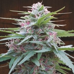 Panama from Ace Seed bank