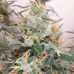 Panama A5 Haze